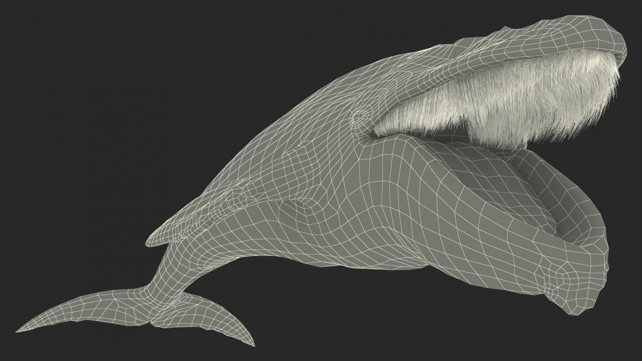 3D model Old Blue Whale Fur Rigged