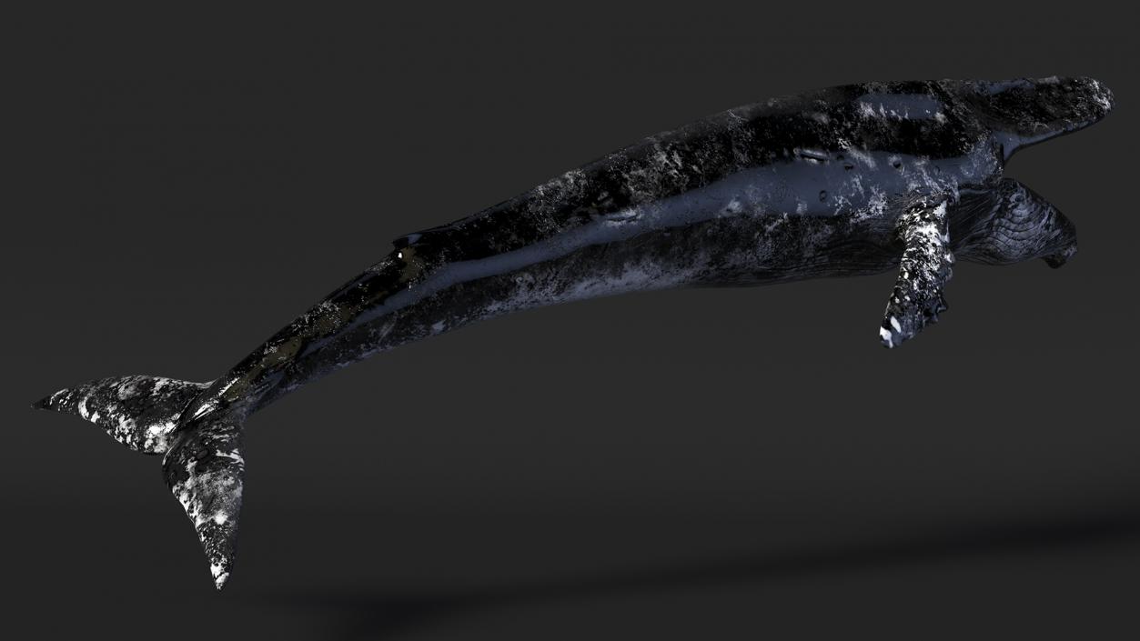 3D model Old Blue Whale Fur Rigged