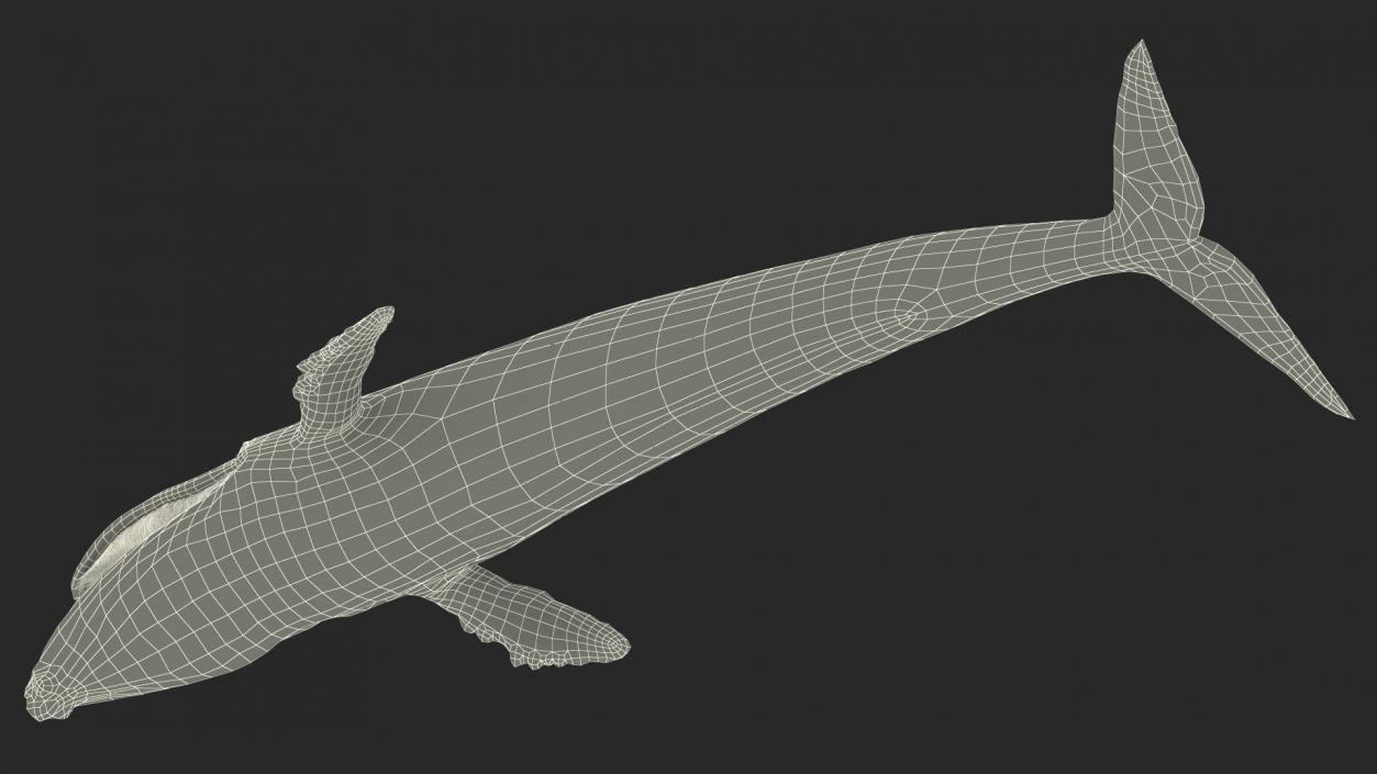 3D model Old Blue Whale Fur Rigged