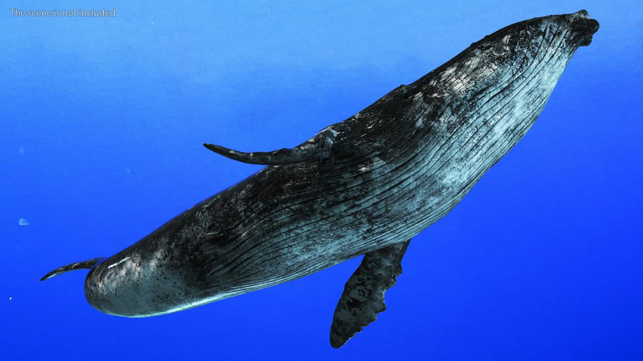 3D model Old Blue Whale Fur Rigged