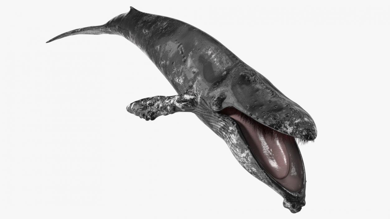 3D model Old Blue Whale Fur Rigged