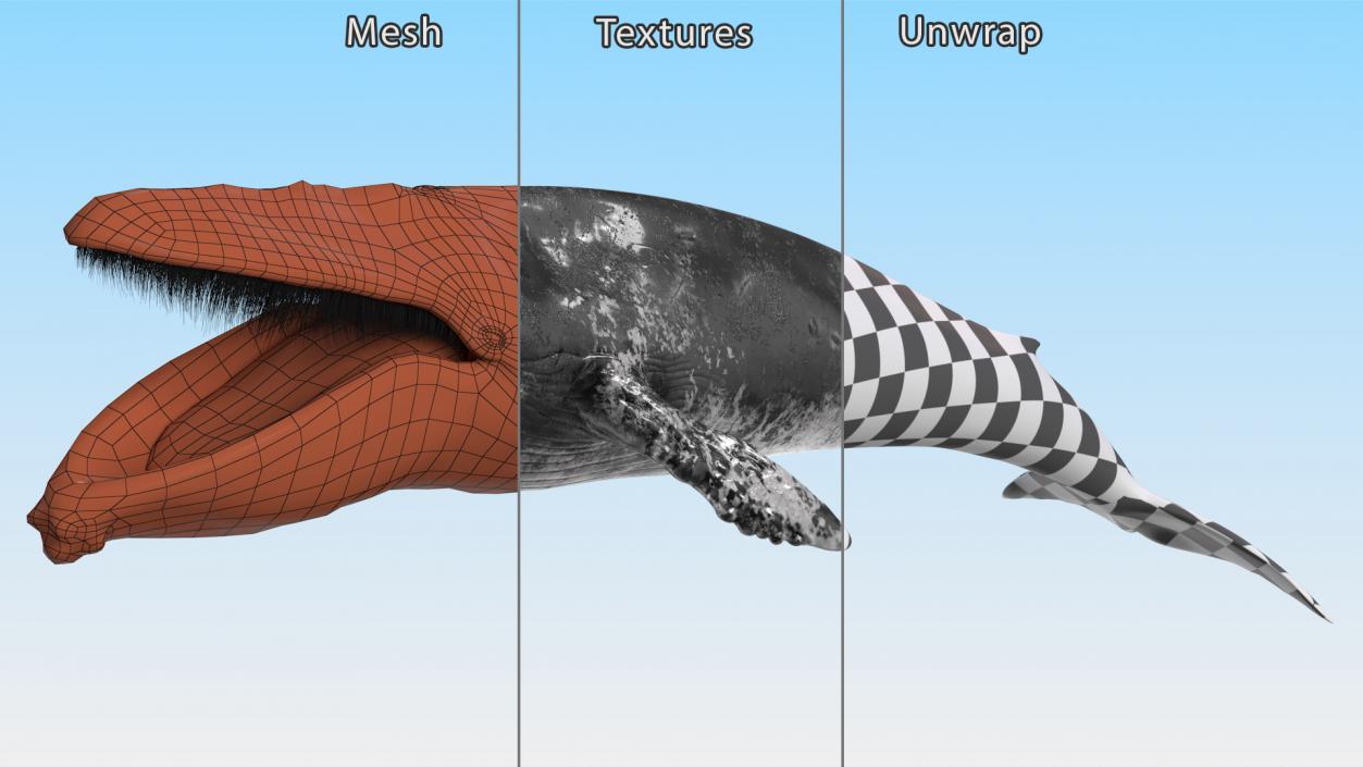 3D model Old Blue Whale Fur Rigged