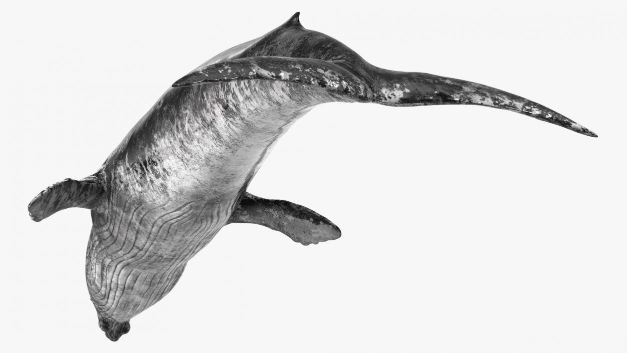 3D model Old Blue Whale Fur Rigged