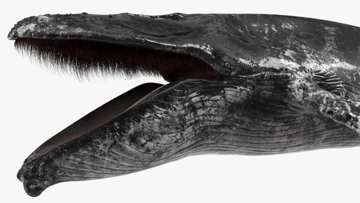 3D model Old Blue Whale Fur Rigged