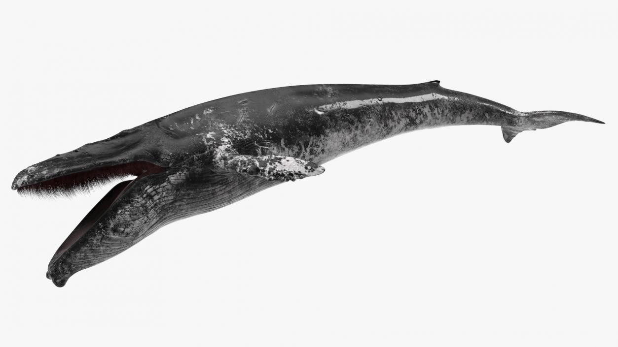 3D model Old Blue Whale Fur Rigged