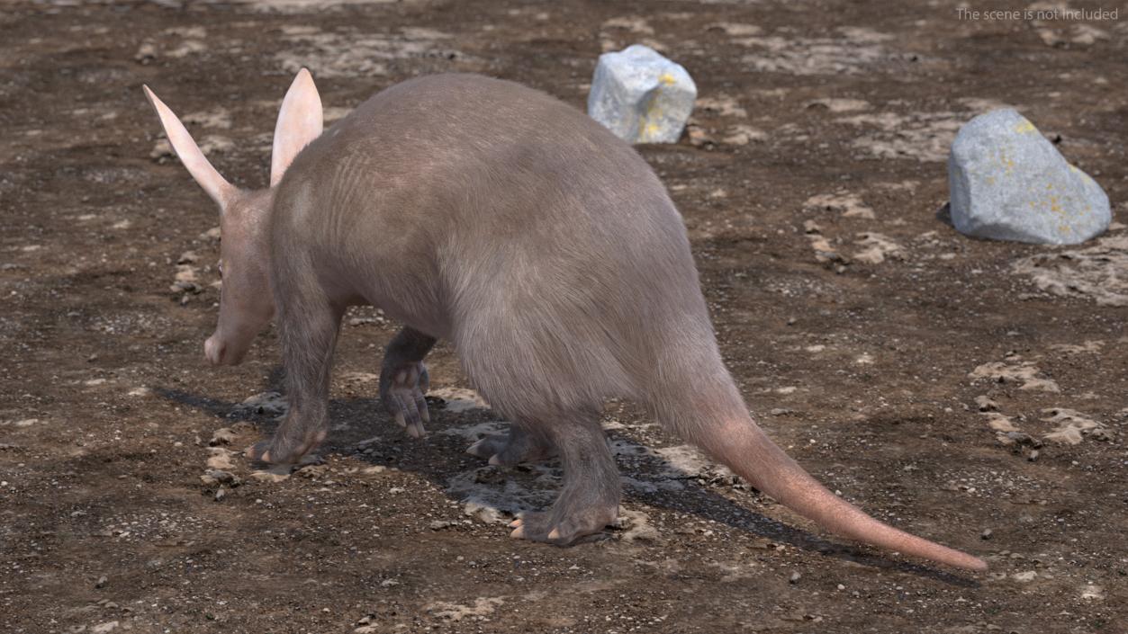 Nocturnal Mammal Aardvark Walking Pose Fur 3D