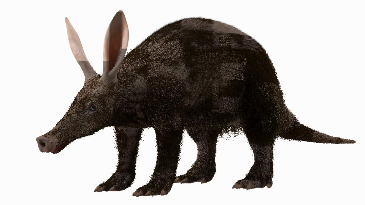 Nocturnal Mammal Aardvark Walking Pose Fur 3D