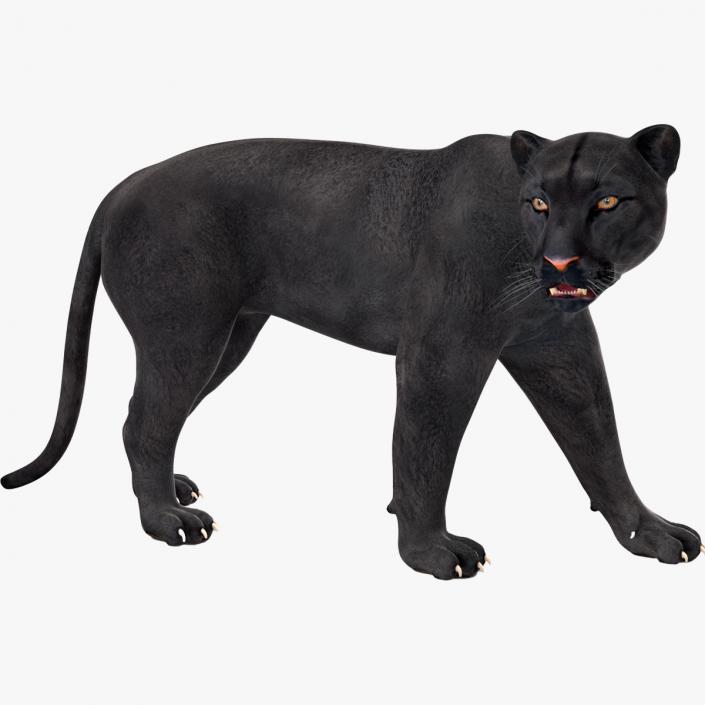 Black Panther Rigged for Maya 3D model