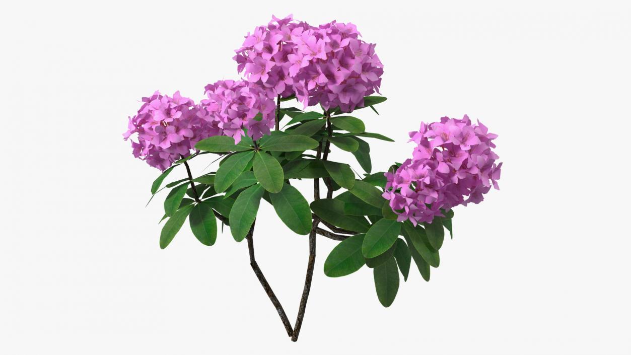 3D Purple Rhododendron Branch