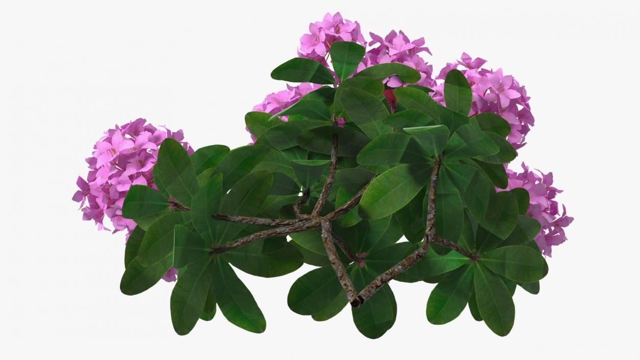 3D Purple Rhododendron Branch