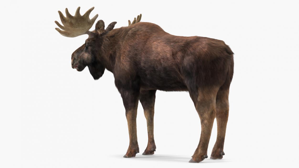 3D Moose Fur Rigged