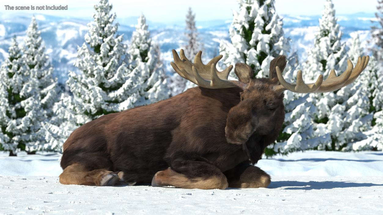 3D Moose Fur Rigged