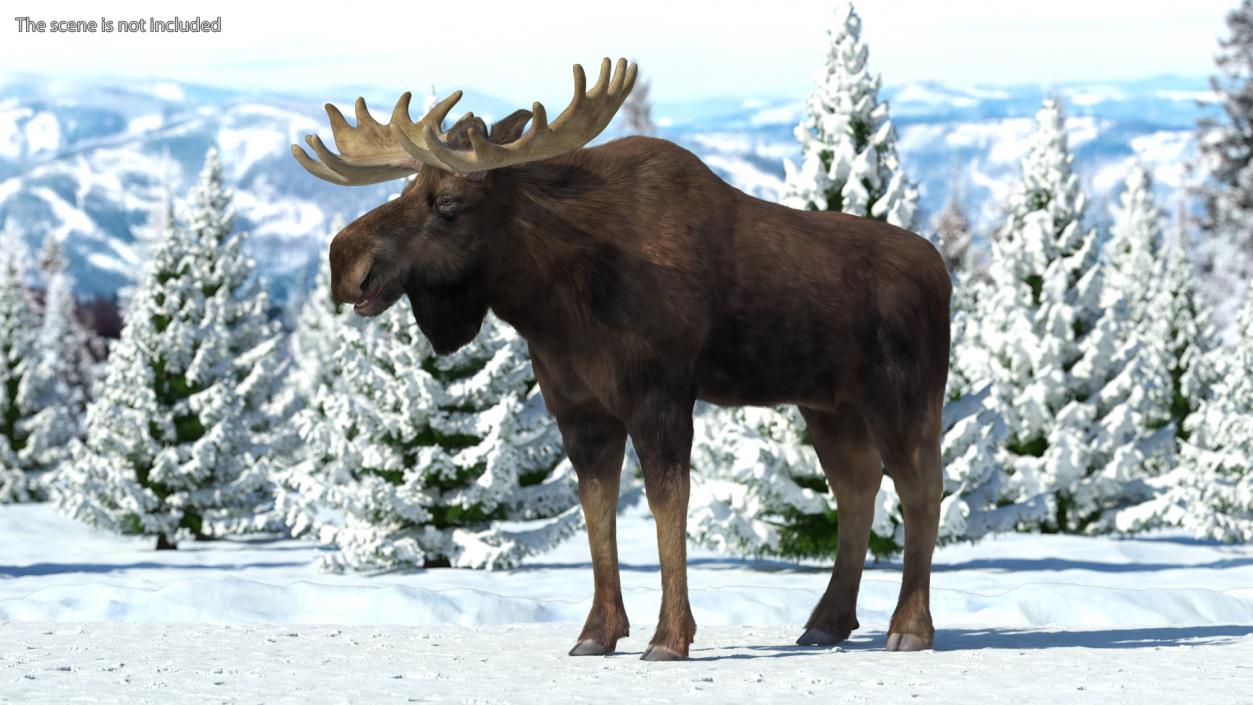 3D Moose Fur Rigged