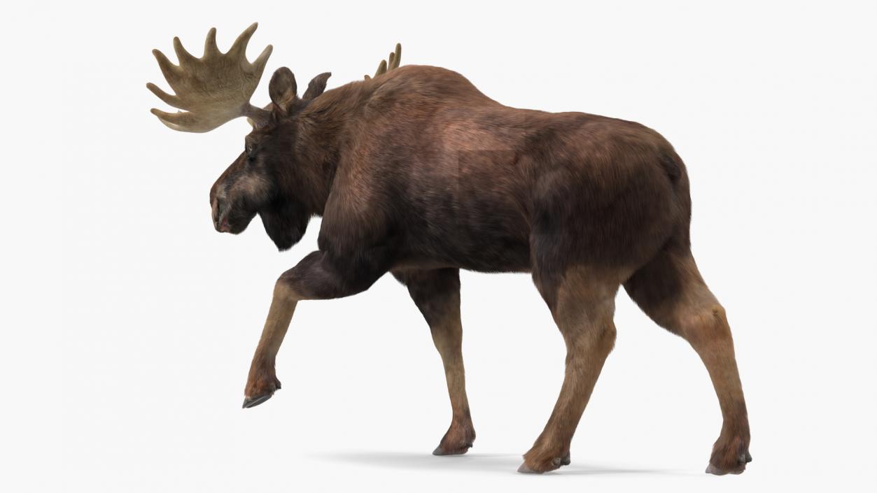 3D Moose Fur Rigged