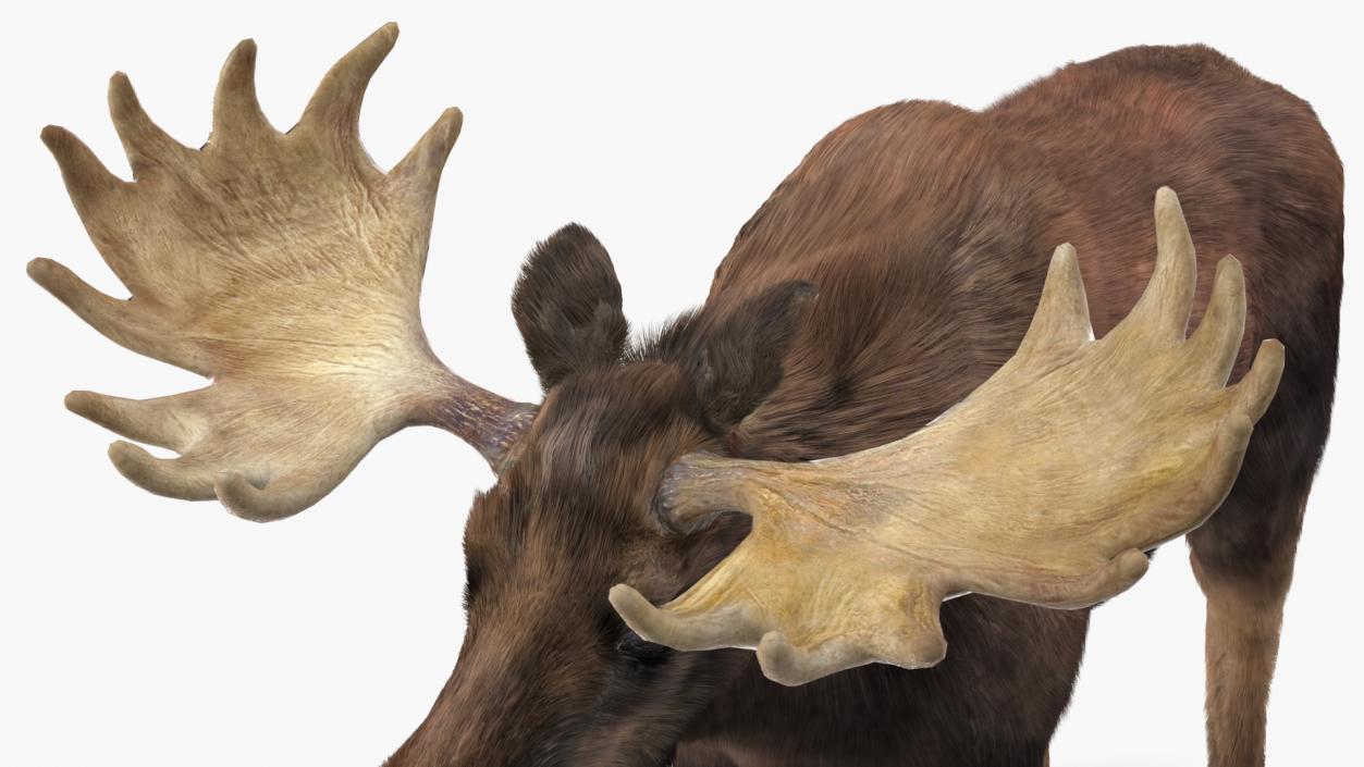 3D Moose Fur Rigged