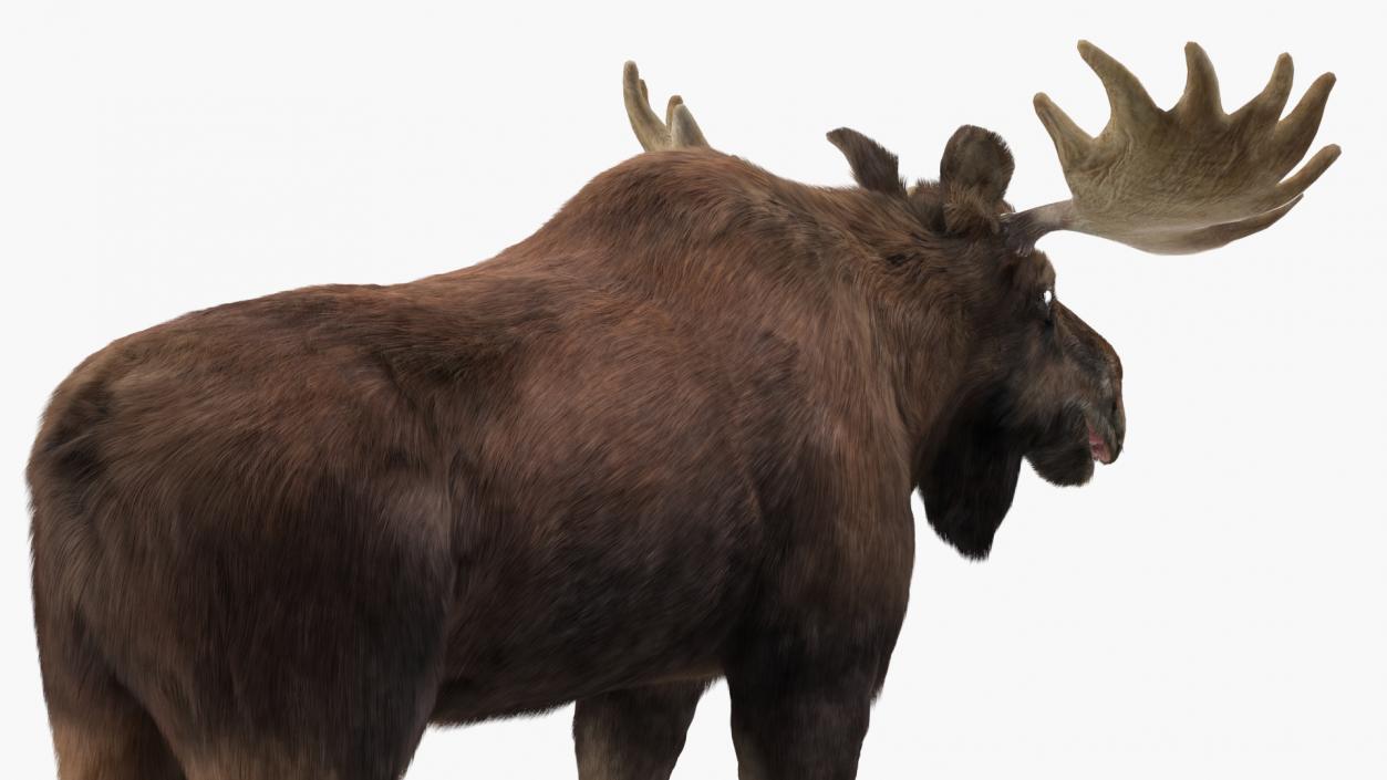 3D Moose Fur Rigged