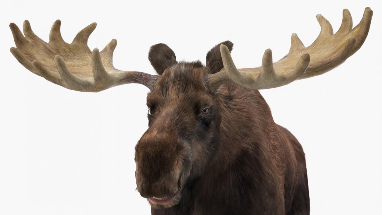 3D Moose Fur Rigged