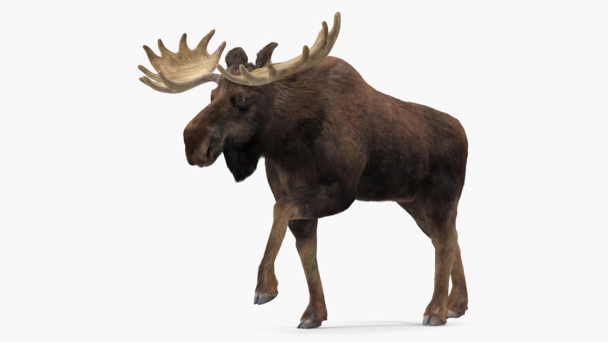 3D Moose Fur Rigged