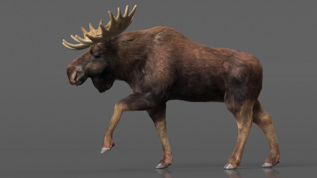 3D Moose Fur Rigged