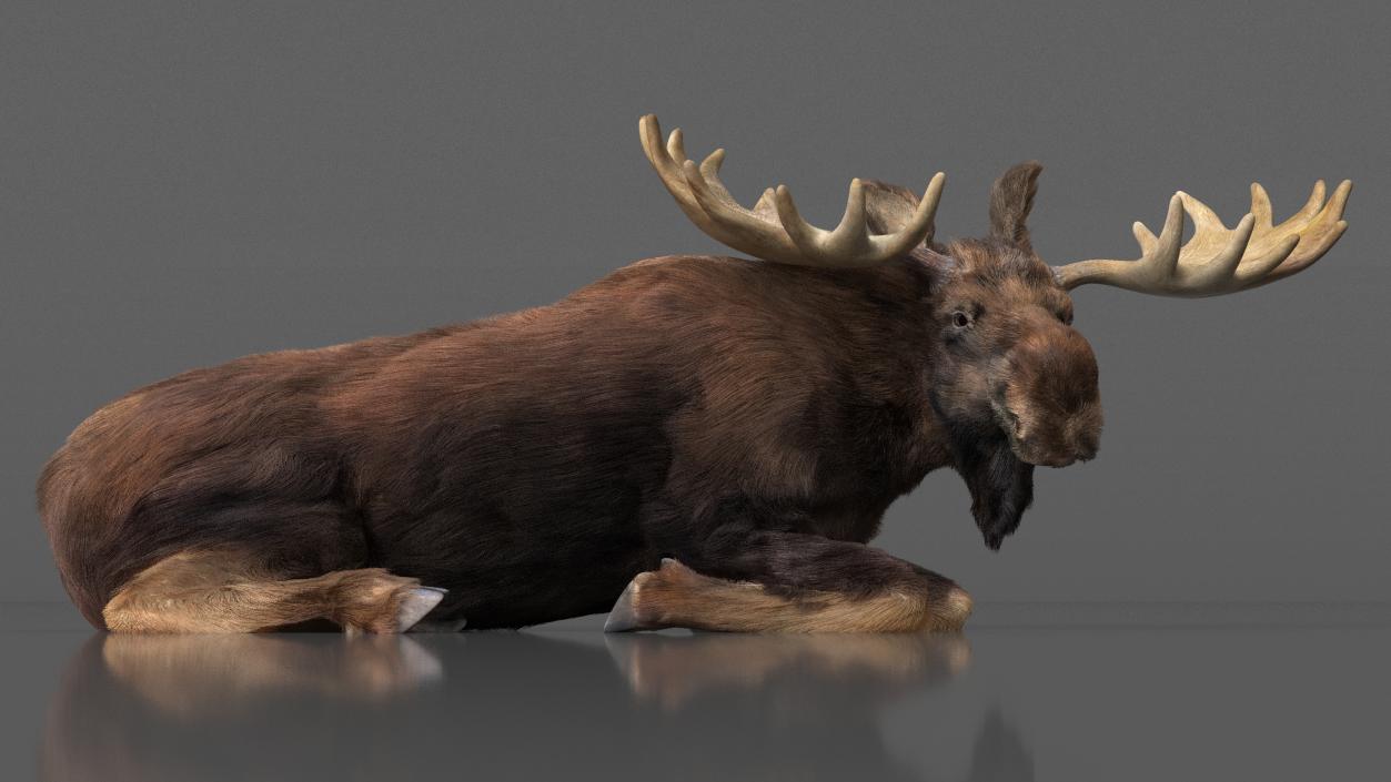 3D Moose Fur Rigged