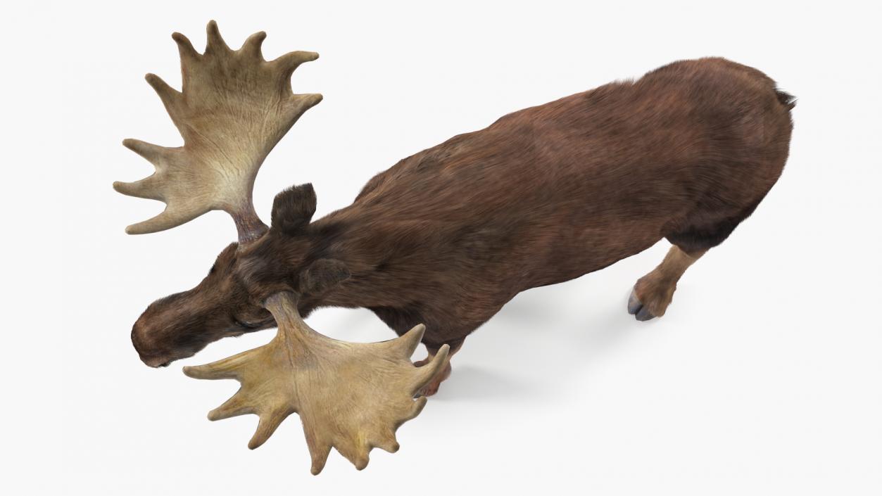 3D Moose Fur Rigged