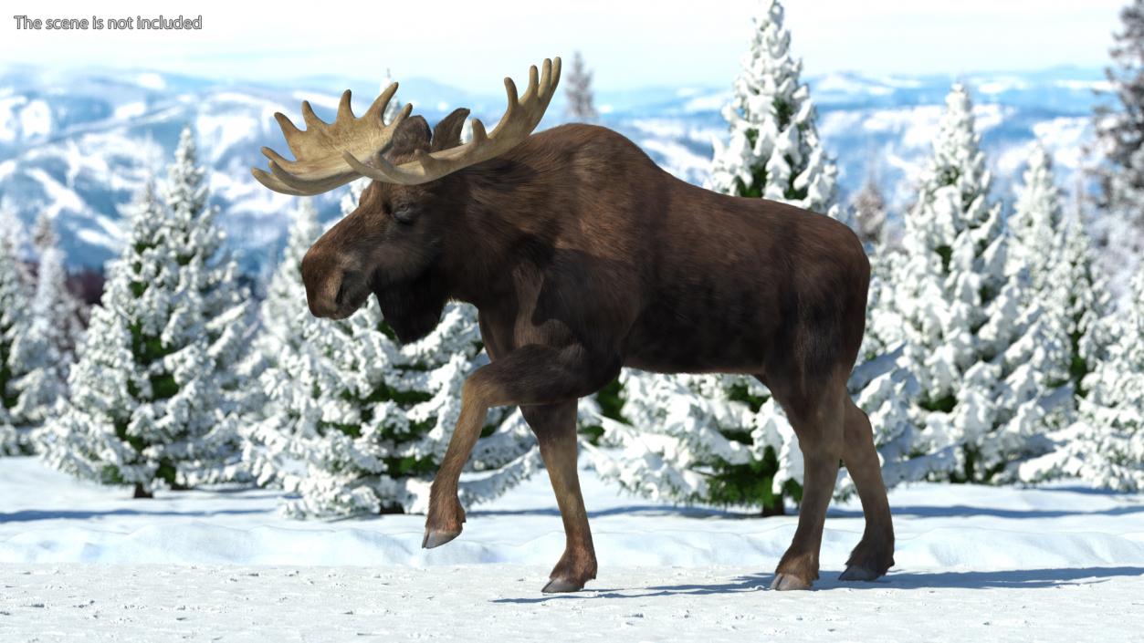 3D Moose Fur Rigged