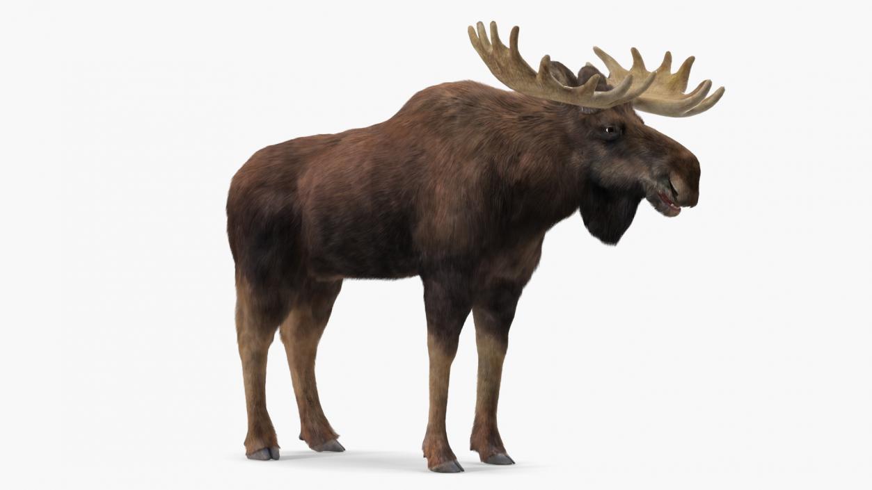 3D Moose Fur Rigged