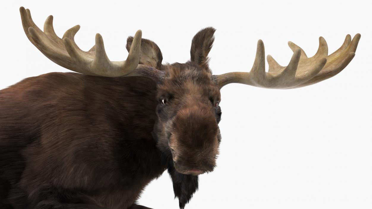 3D Moose Fur Rigged