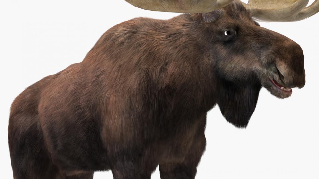 3D Moose Fur Rigged