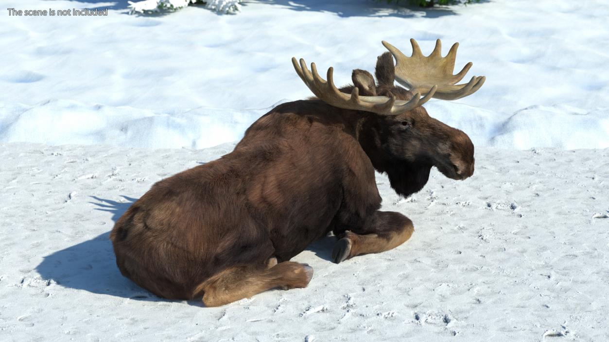 3D Moose Fur Rigged