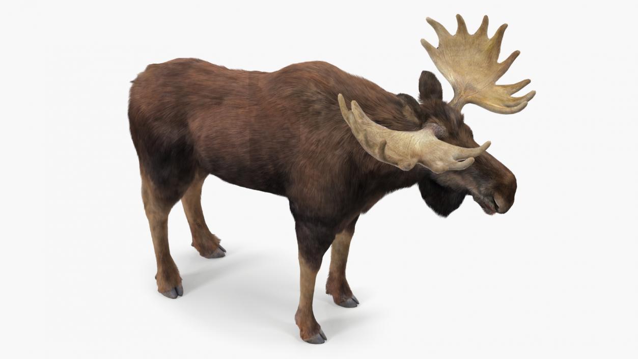 3D Moose Fur Rigged