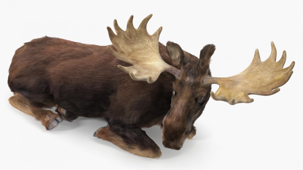 3D Moose Fur Rigged