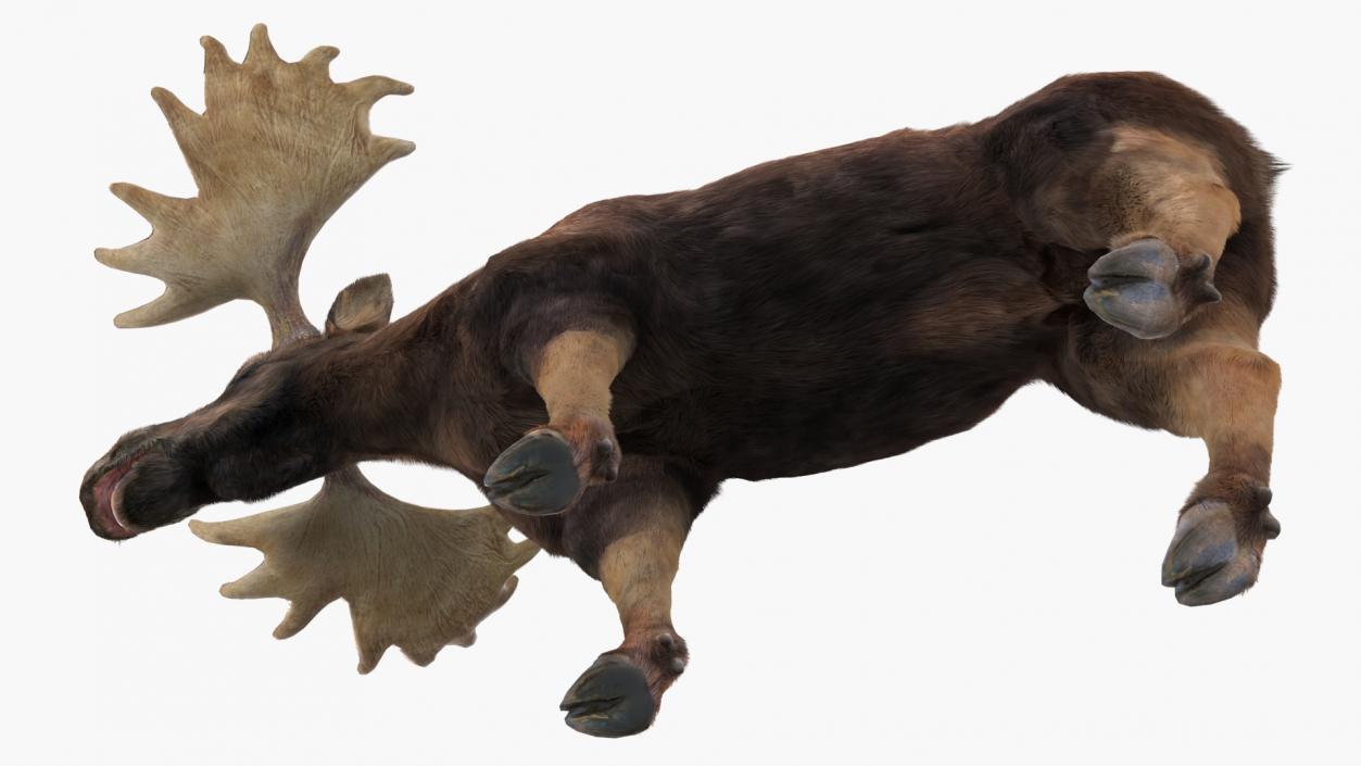 3D Moose Fur Rigged