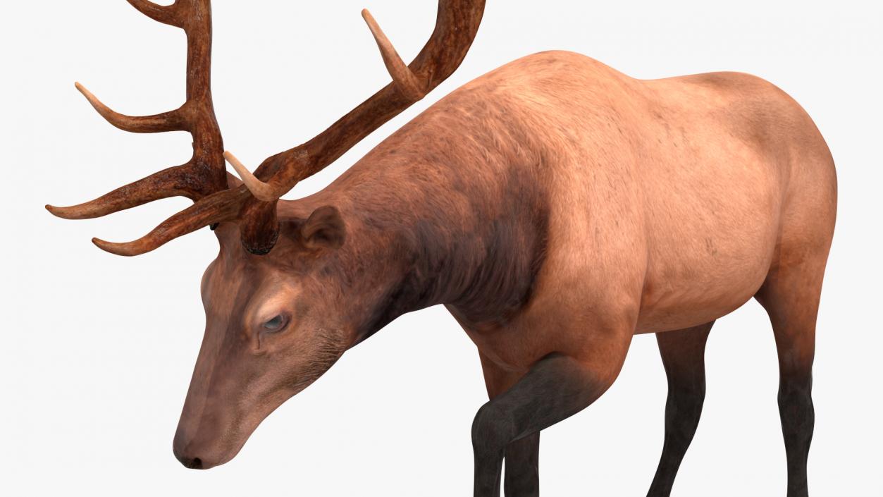 3D model Wapiti