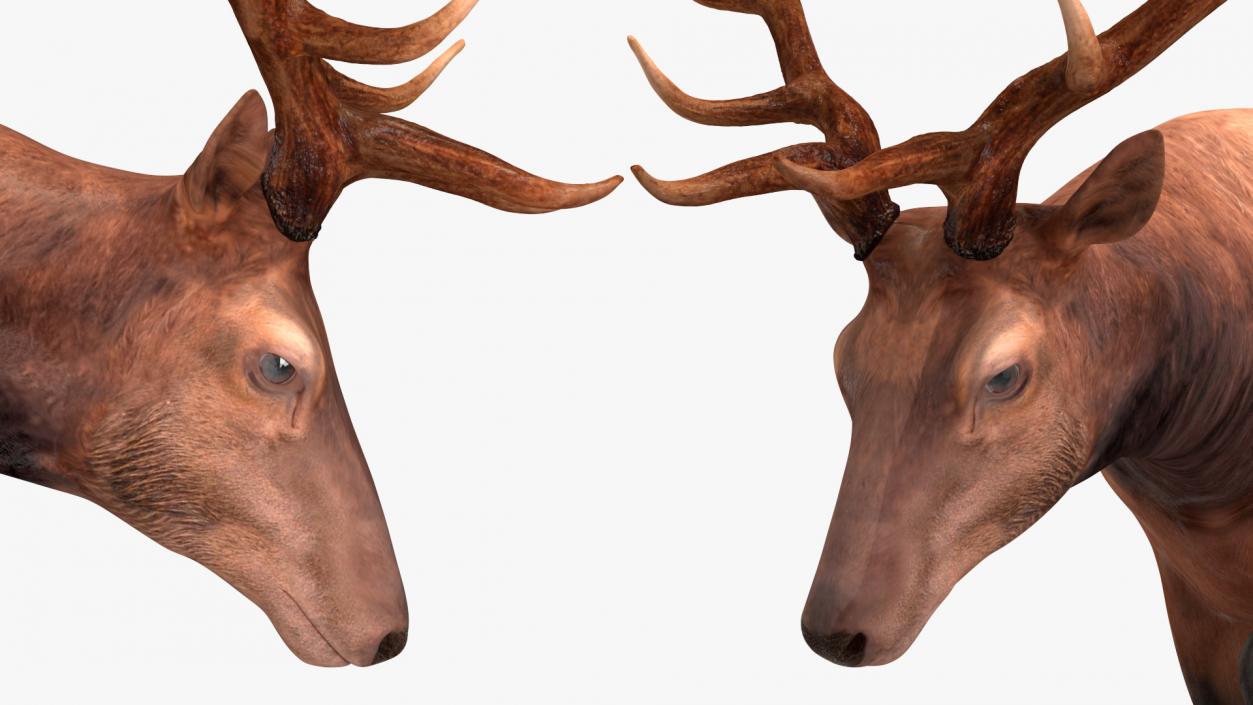 3D model Wapiti