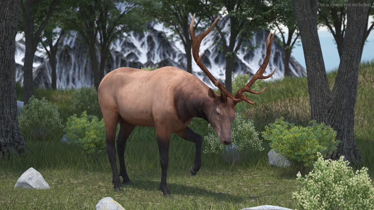 3D model Wapiti