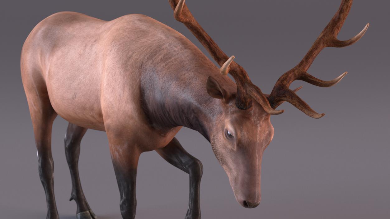 3D model Wapiti