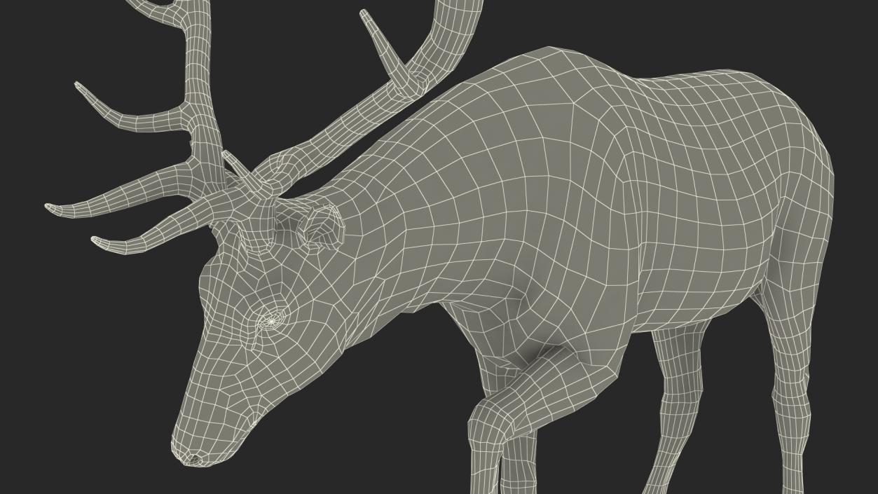 3D model Wapiti