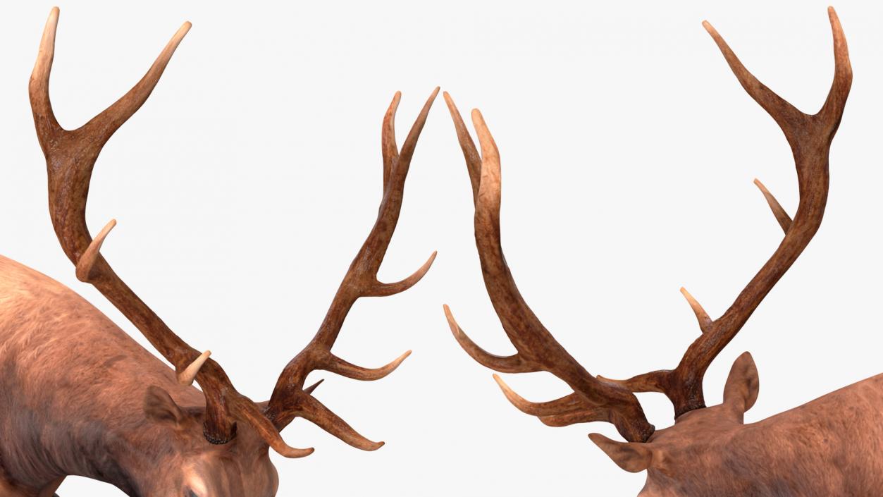 3D model Wapiti