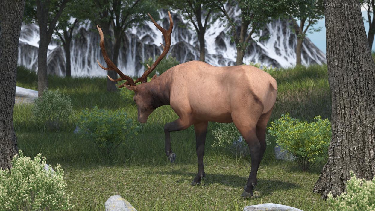 3D model Wapiti