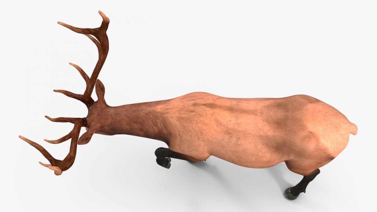 3D model Wapiti