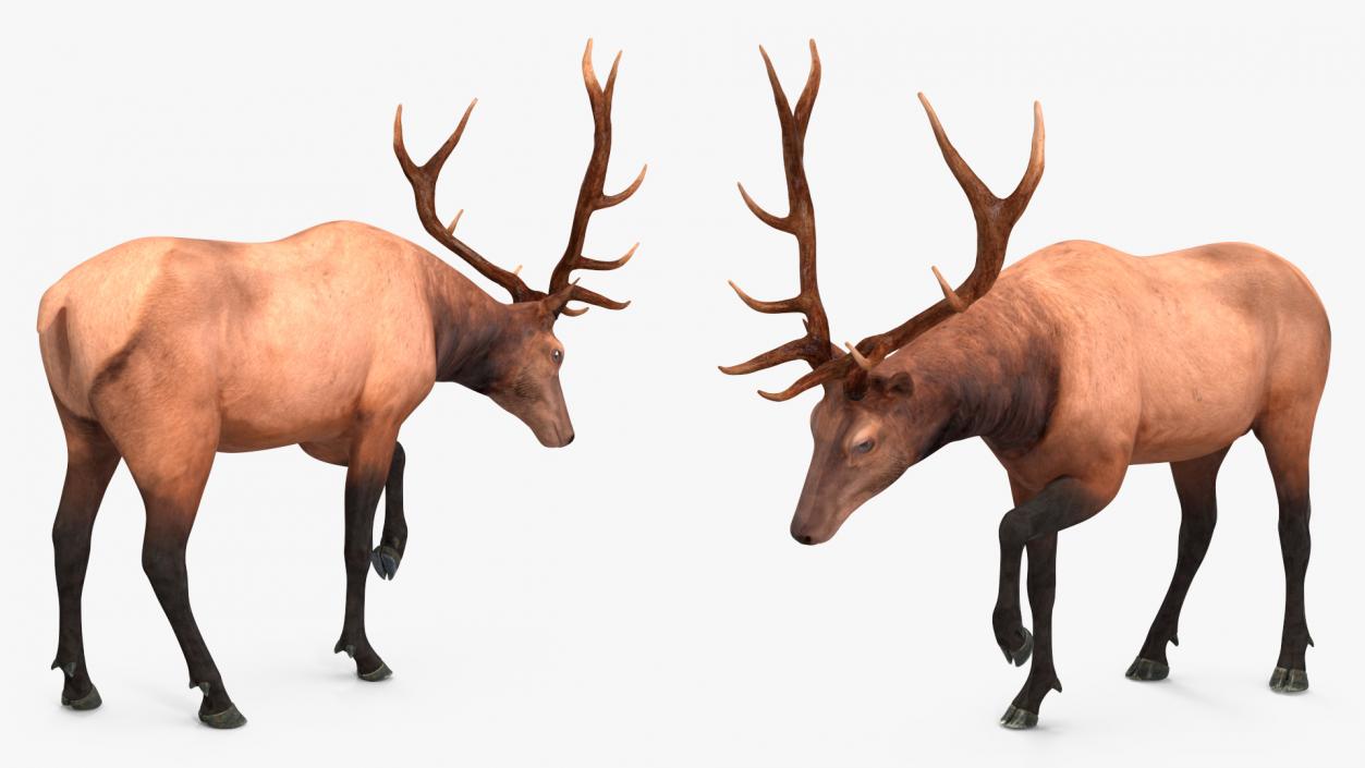 3D model Wapiti