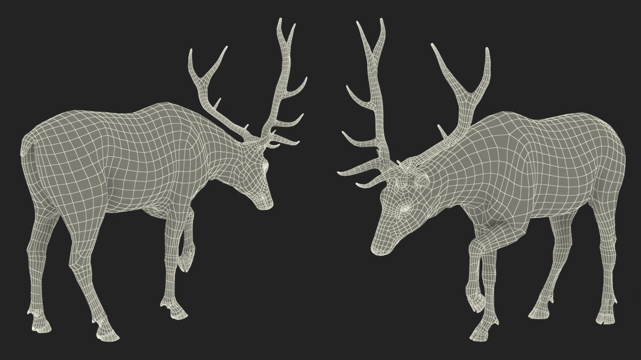 3D model Wapiti