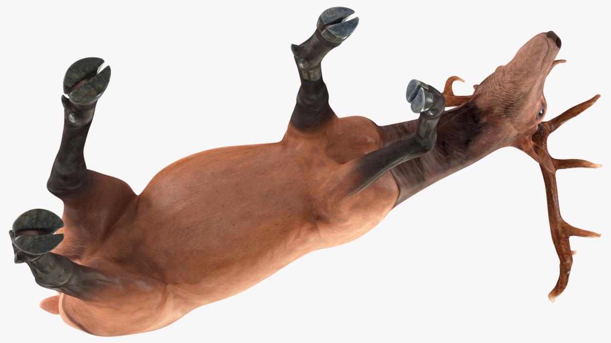 3D model Wapiti