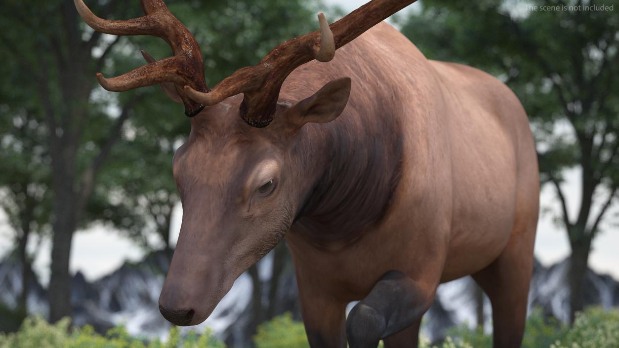 3D model Wapiti