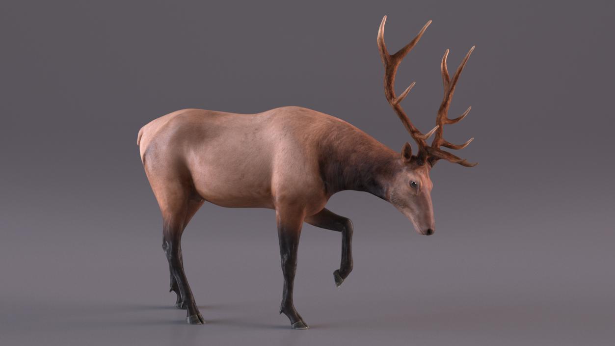 3D model Wapiti