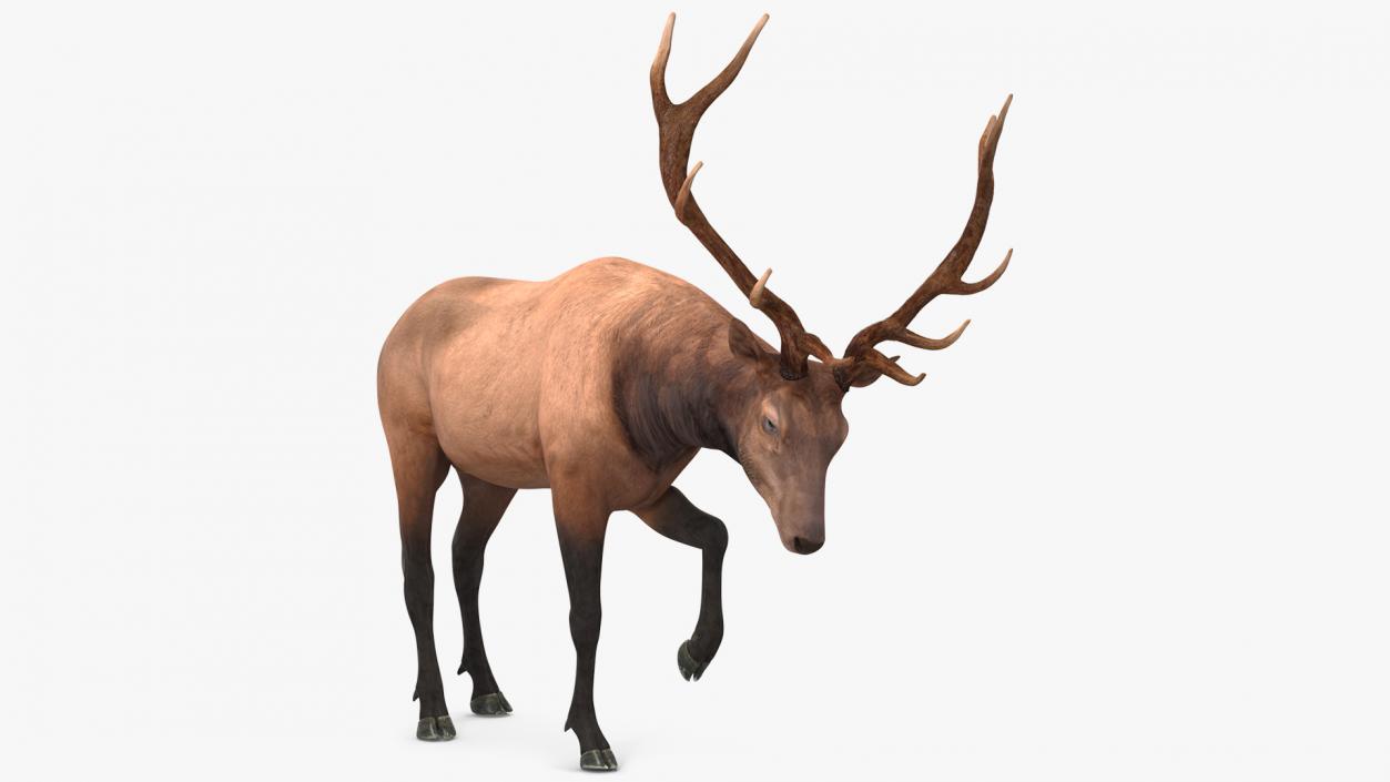 3D model Wapiti