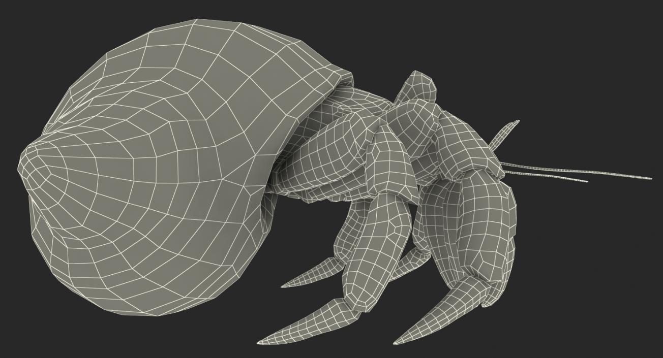 Hermit Crab Rigged with Fur 3D