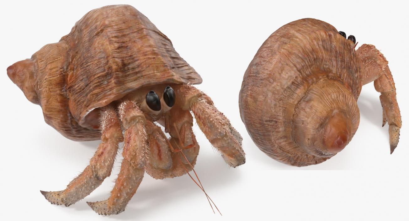 Hermit Crab Rigged with Fur 3D