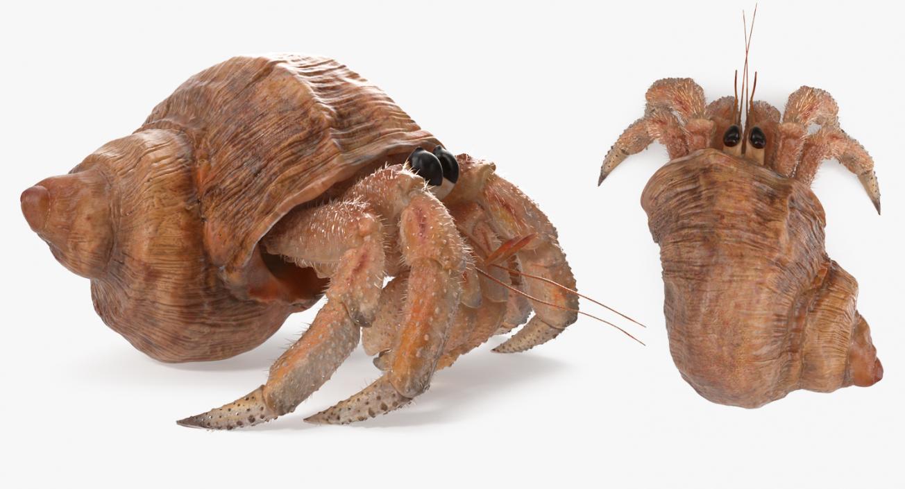 Hermit Crab Rigged with Fur 3D